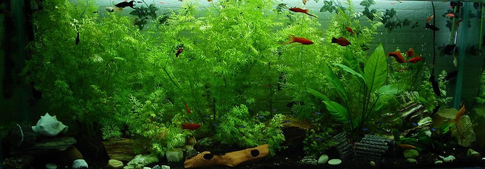 akvárium s vodními rostlinami
