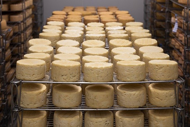 výroba sýra